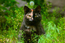 Unusual Multicolored Cat Sitting In Green Grass And Looking At T