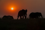 Fototapeta Natura - Evening Elephants