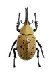 Beetle Dynastes granti