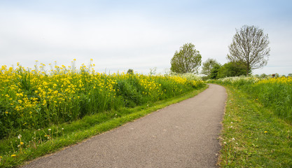 Country road in the spring between the plenty of bloomin nature.