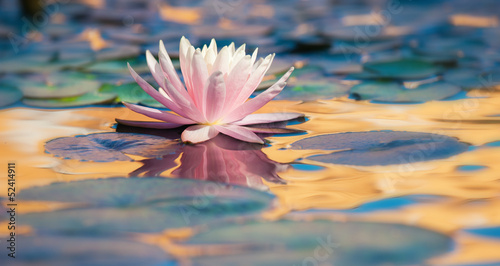Ninfea Fiore Acquatico 9275 Buy This Stock Photo And Explore Similar Images At Adobe Stock Adobe Stock