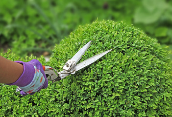 Sticker - taille d'unbuxus en boule