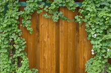 Ivy Bush On Wooden Fence Background.