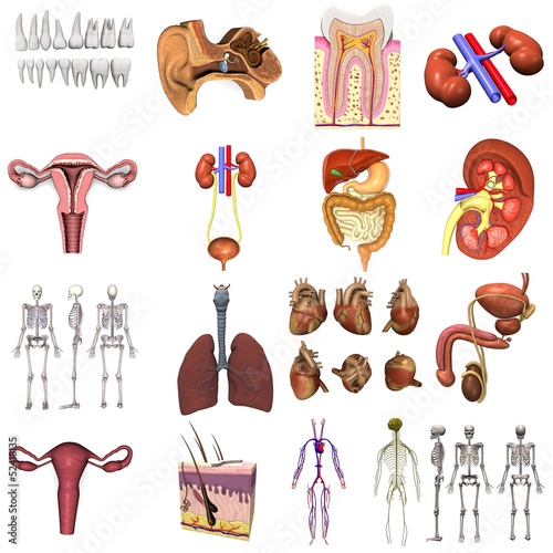 Plakat na zamówienie collection of 3d renders - organs