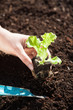 Hand pflanzt einen Salat Setzling in die Erde