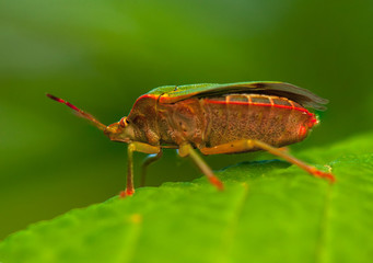 Poster - Palomena prasina