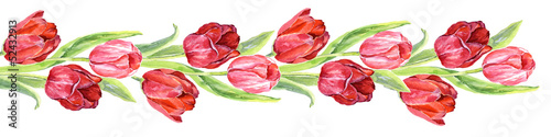Fototapeta na wymiar Border tulips