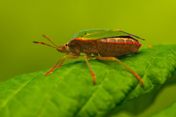 Poster - Palomena prasina