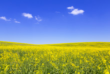 Blooming Yellow Field Under Blue Sky In Poland