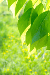 Wall Mural - Green poplar leaves on defocused background