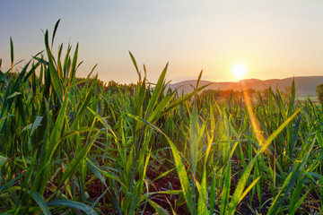 Aufkleber - Green wheat field