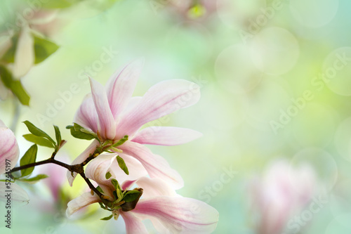 Naklejka dekoracyjna Magnolien