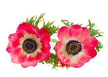 Two Anemone Flowers