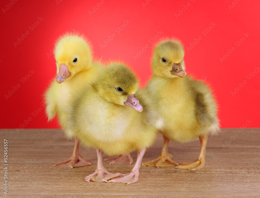 Little ducklings on table on red background