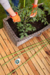 Staking cocktail tomato plants, gardening concept