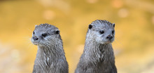 Two Vigilant Asian Small-clawed Otter (Aonyx Cinerea)