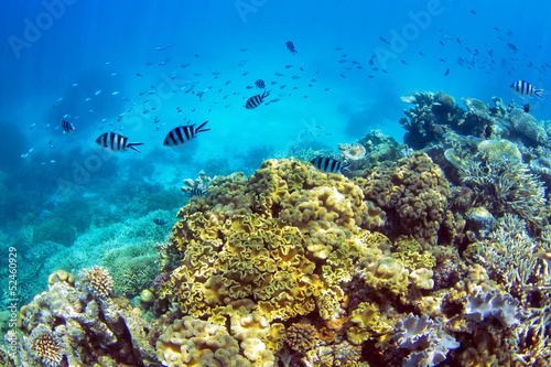 Fototapeta na wymiar Coral reef with school of fish