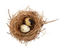 Bird's Nest And Eggs