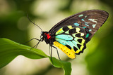 Birdwing butterfly