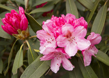 Close Up Image Of Pink Rhododendron Flower