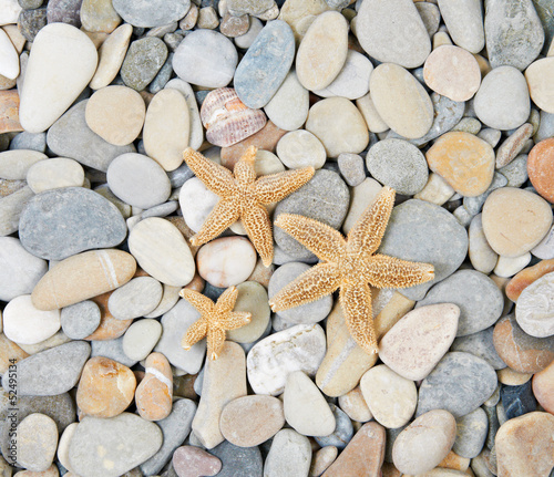 Naklejka ścienna starfishes lie on sea pebble
