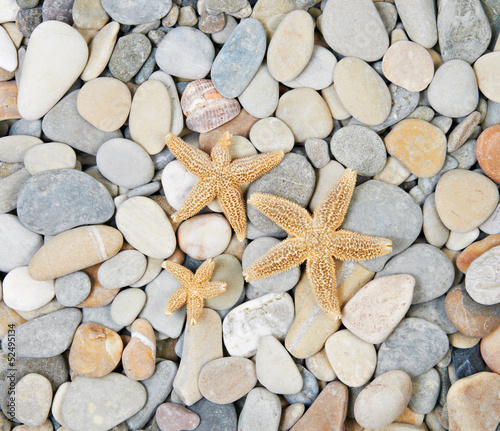 Fototapeta dla dzieci starfishes lie on sea pebble