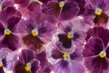 Wall Mural - pansy
