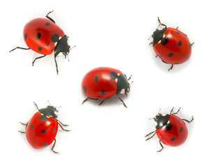 Wall Mural - Collection of ladybugs