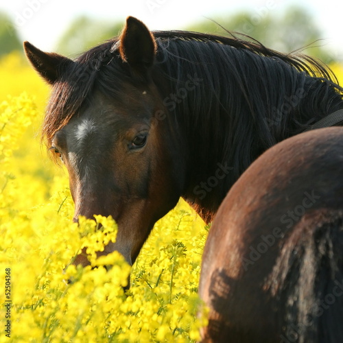 Plakat na zamówienie Ponyblick im Raps