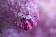 branch of a lilac