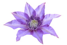 Clematis Purple Flower Isolated On White Background