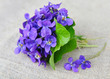Wood violets flowers (Viola odorata) on sackcloth