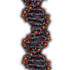 Canvas Print - DNA structure, B-DNA form.