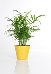 Wall Mural - Beautiful plant in a yellow pot