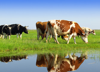 Canvas Print - Cows grazing on a green summer meadow