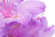 Macro Image Of Rhododendron Flower With Raindrops