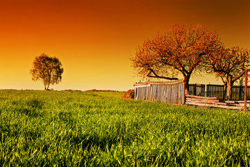 Wall Mural - Countryside orchard landscape at sunset. Spring time