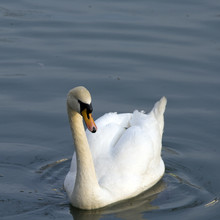 One White Swan Swimming In The Lake Water