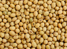 Background Of Soy Bean Pattern Background