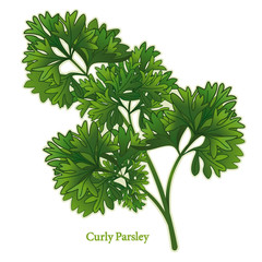 Curly Parsley Herb. See other herbs and spices in this series.