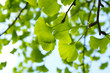 © chulja - Ginkgo Blätter