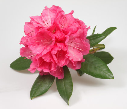 rhododendron