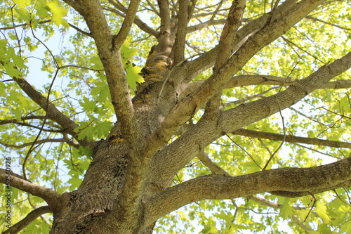 Foto-Lamellenvorhang - tree (von saharosa)