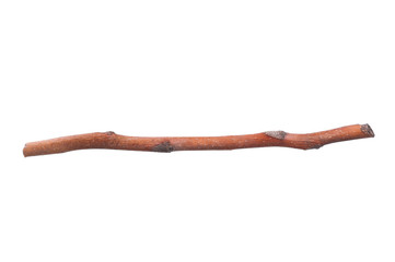 tree branch