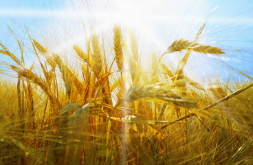 Rye field on a beautiful sunny sky background