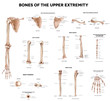 Bones of the upper extremity