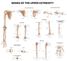 Bones Of The Upper Extremity