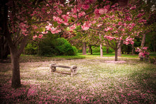 Tranquil Garden Bench Surrounded By Cherry Blossom Trees