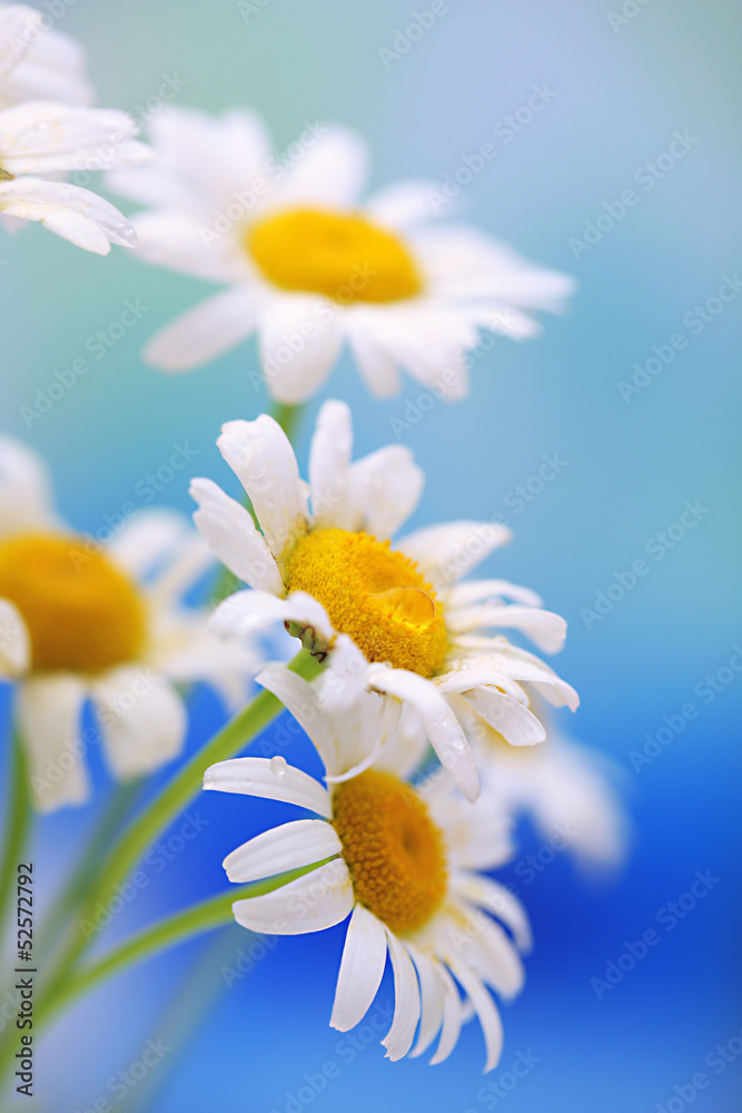 Beautiful wild camomiles, outdoors
