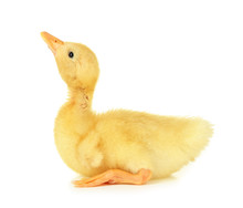 Cute Duckling, Isolated On White